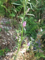 Misopates