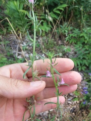 Misopates