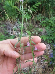 Misopates
