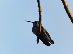 Cynanthus latirostris