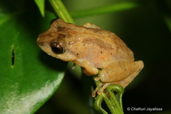 Pseudophilautus popularis