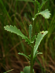 Leucanthemum vulgare
