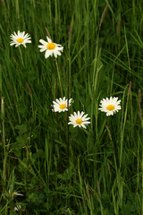 Leucanthemum vulgare