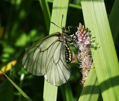 Parnassius stubbendorfii