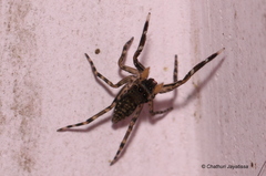 Spartaeinae