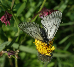 Parnassius stubbendorfii