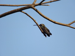 Cynanthus latirostris