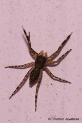 Spartaeinae