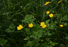 Ranunculus repens