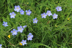 Linum alpinum