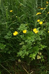 Ranunculus repens