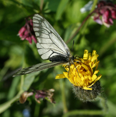Parnassius stubbendorfii