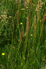 Rumex