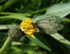 Parnassius stubbendorfii