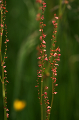 Rumex