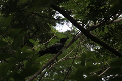 Corvus macrorhynchos