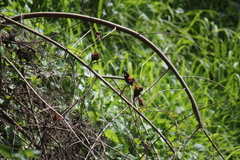 Lonchura atricapilla