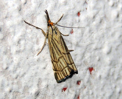 Chrysocramboides craterella
