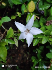 Rosenbergiodendron formosum