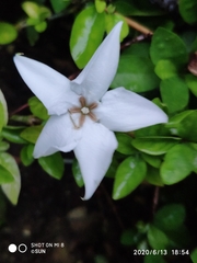 Rosenbergiodendron formosum