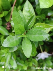 Rosenbergiodendron formosum