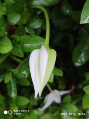 Rosenbergiodendron formosum