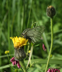 Parnassius stubbendorfii
