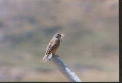 Emberiza caesia