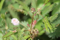 Mimosa pudica