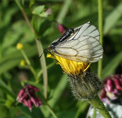 Parnassius stubbendorfii