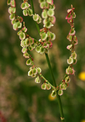 Rumex