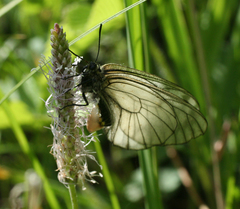 Parnassius stubbendorfii