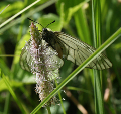 Parnassius stubbendorfii