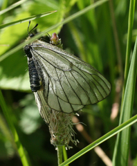 Parnassius stubbendorfii
