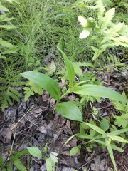 Platanthera psycodes