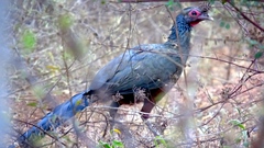 Rufous-Bellied Chachalaca photo 3