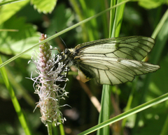 Parnassius stubbendorfii