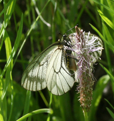 Parnassius stubbendorfii