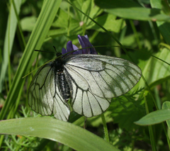Parnassius stubbendorfii