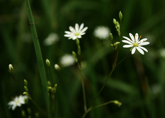 Stellaria graminea