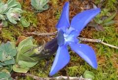 Gentiana brachyphylla