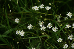 Stellaria graminea
