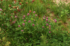 Trifolium pratense
