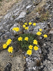 Leontodon saxatilis saxatilis