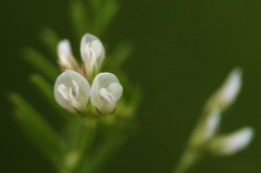 Vicia hirsuta
