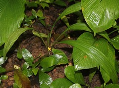 Curculigo orchioides