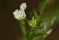 Vicia hirsuta