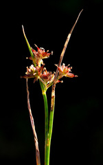 Juncus fontanesii