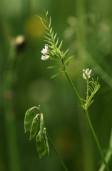 Vicia hirsuta