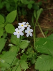 Myosotis sylvatica